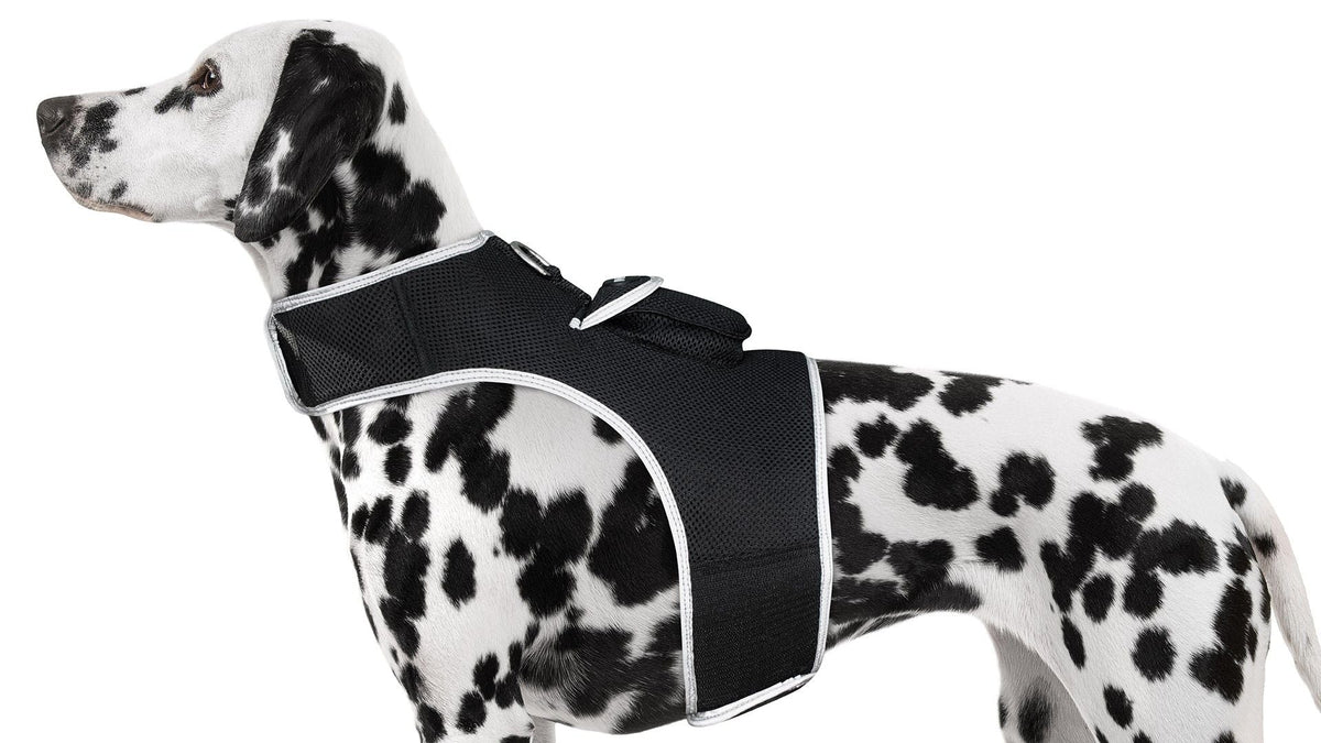 Pet Harnesses for Dogs & Cats — Safe, Secure & Comfy
