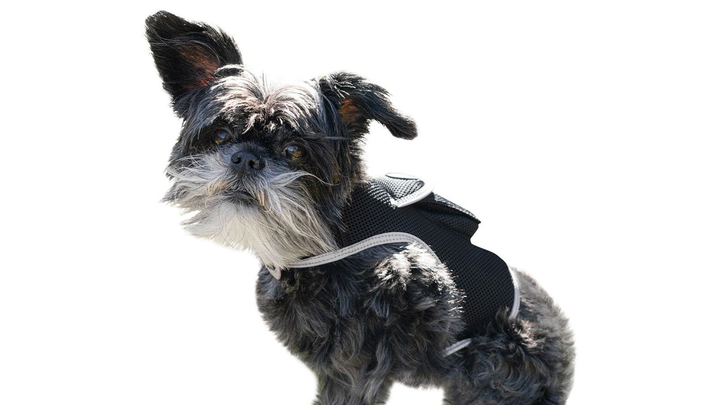 Mini Realtime GSM GPS Dog Tracker Rechargeable Pet Finder w/ SIM Slot Size:L